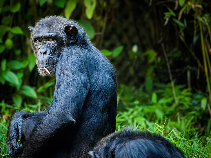 black chimpanzee