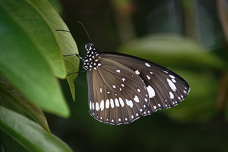 black, white, and brown butterfly perch on green leaf tree