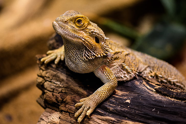 bearded dragon resting on wood branch closeup photography