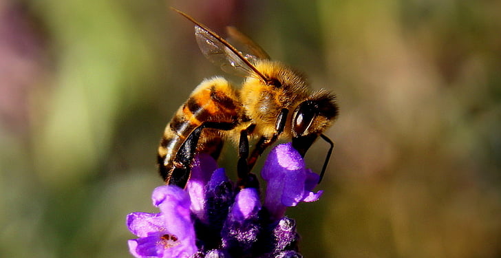 close up photography of honey bee perching on purple flower in close-up photography