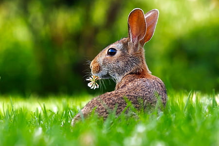 brown rabbit on grass field on focus photo