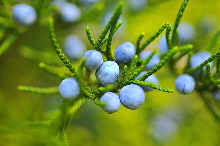 blue berry fruit