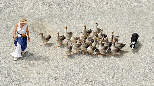 flock of ducks following woman