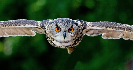 owl spreading it wings over green foliage trees