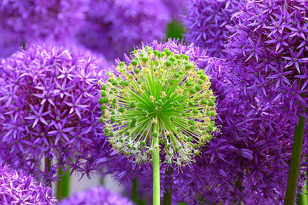 purple and green flowers photo