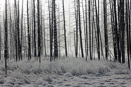 tree line grayscale photo