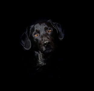 adult black Labrador retriever