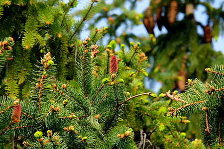 fir tree closeup photography