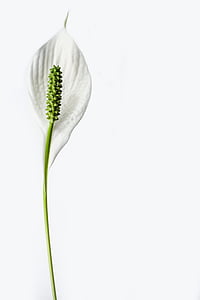 peace lily flower closeup photo