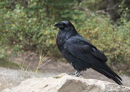 black raven on gray rock