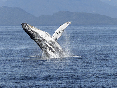 gray whale on body of water at daytime