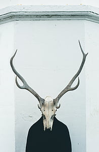 brown and gray skull with antler decor