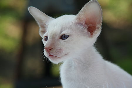 white kitten in close-up photo