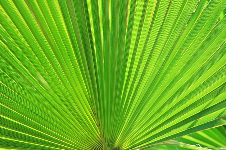 close-up photo of green fan plant