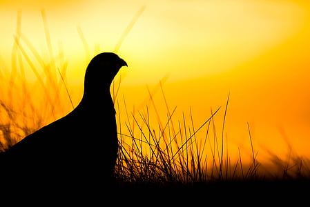 silhouette photography of chicken