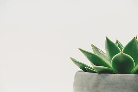 photography of green plant on gray pot