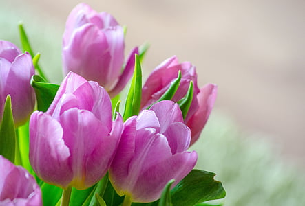 pink flowers with green leaf