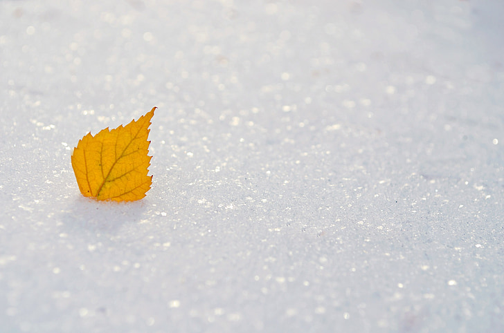yellow leaf on white ice