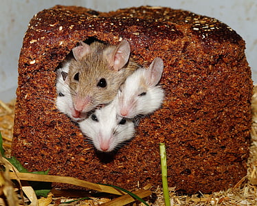 four mice in cake