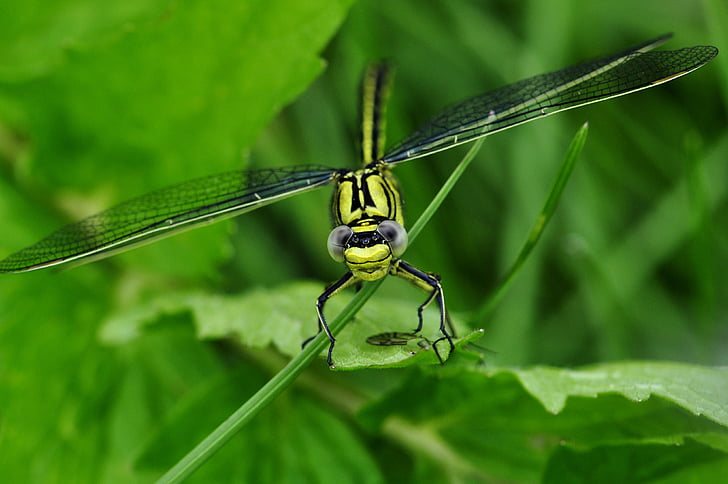 green dragonfly on green leaves
