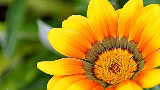 closeup photo of a orange petaled flower in bloom