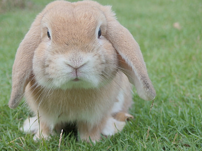 selective focus photography of brown rabbit on green grass