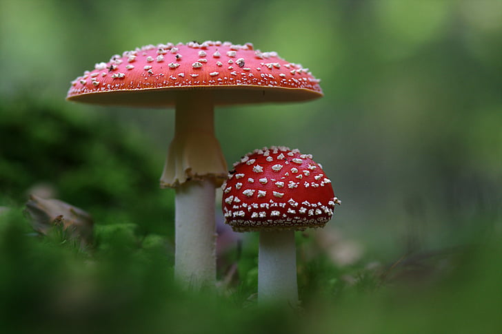 two red and white mushrooms