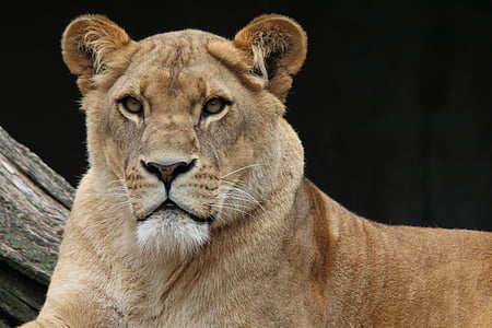 close-up photography of brown lioness