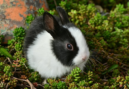white and black rabbit on green plant