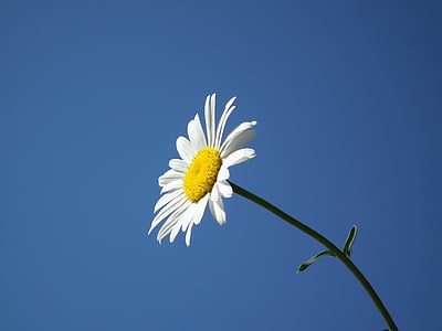 photo of white petaled flower
