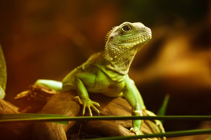 close photo of green iguana
