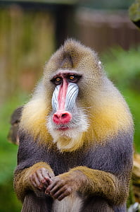 shallow focus photography of baboon
