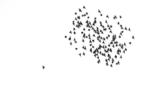 silhouette flock of birds flying under white clouds during daytime