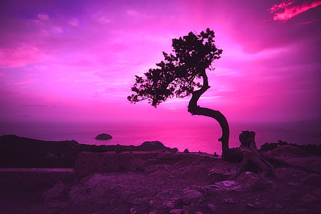 silhouette of tree on rock formation