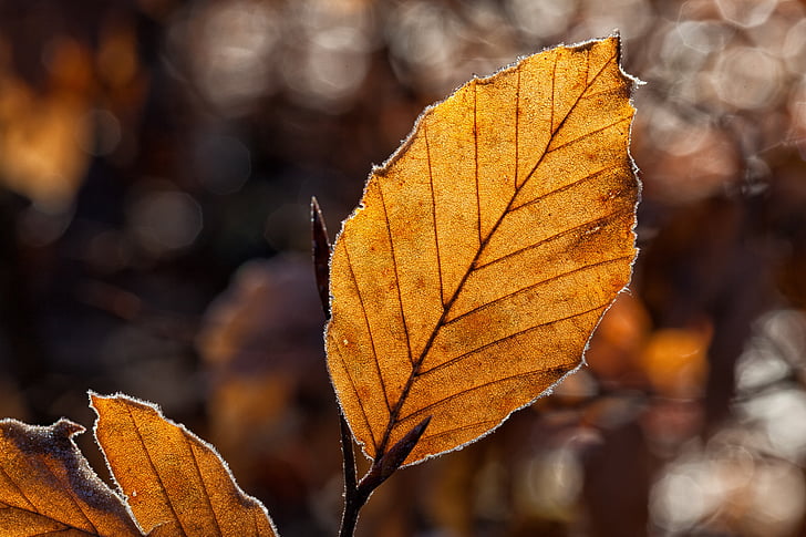 selective focus photography of brown leaf