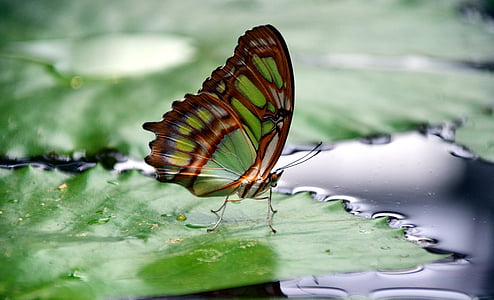 green and brown butterfly