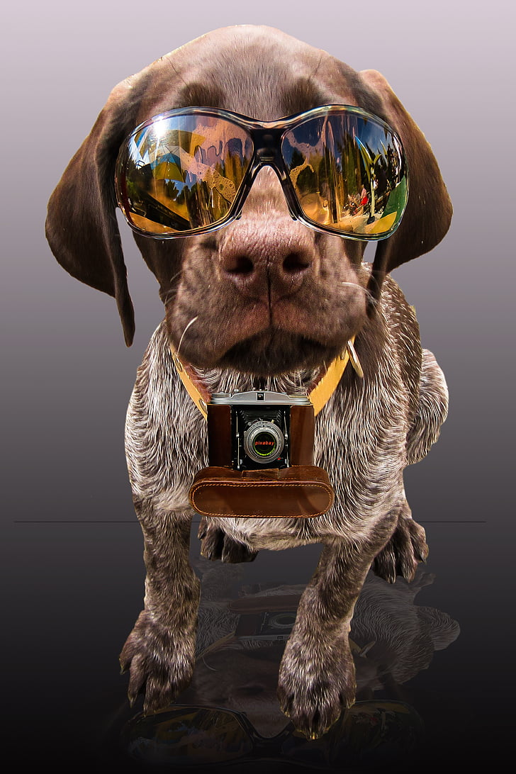 liver and white German shorthaired pointer puppy wearing sunglasses