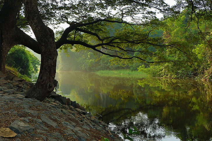 tree and body of water during daytime