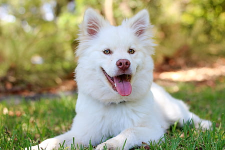 medium short-coated white dog on green grass during daytime