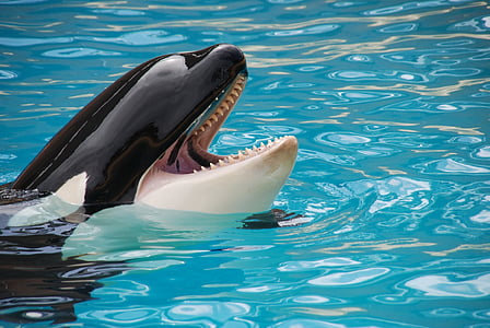 photo of orca during daytime