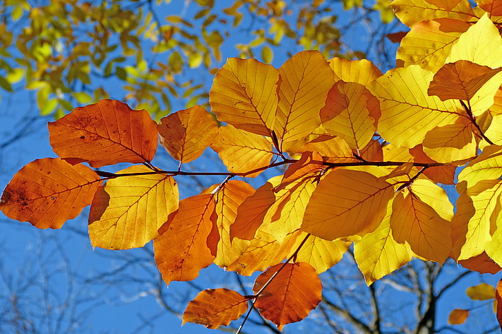 brown and yellow leaf during daytime