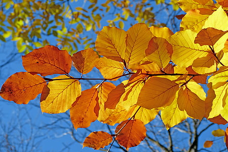 brown and yellow leaf during daytime