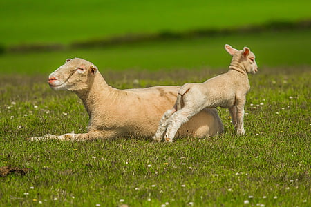 two white sheep on grass field during daytime