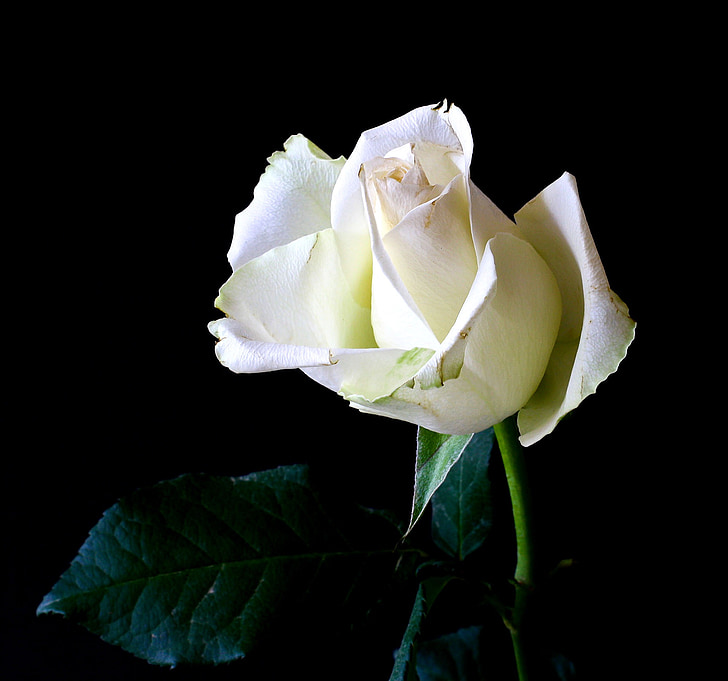 white rose in macro shot photography