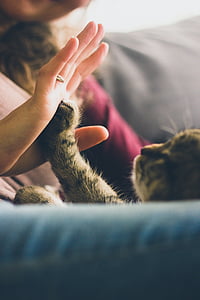 gray tabby kitten appear to person's hand