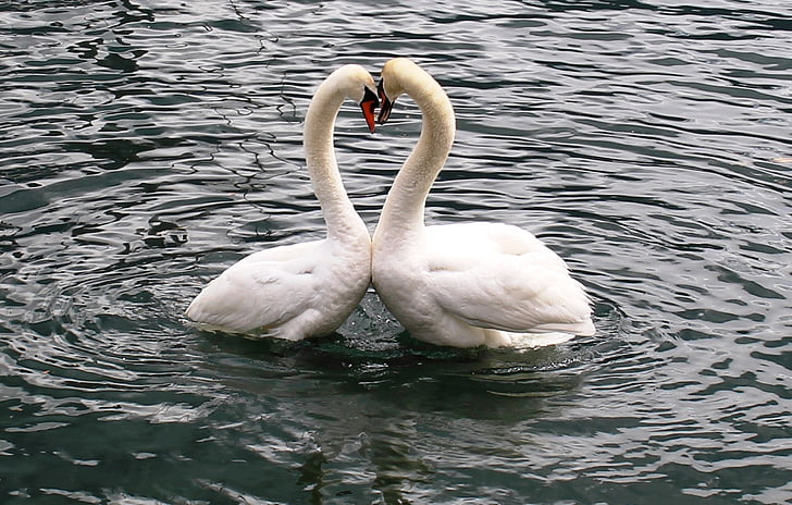 two white swans in calm body of water