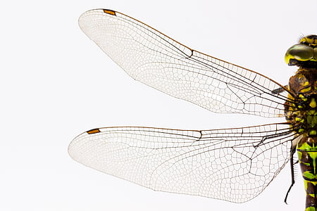 close-up photography of dragonfly wings