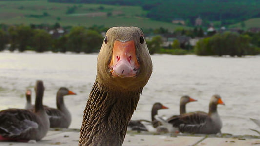 selective focus photography of goose near the body of water