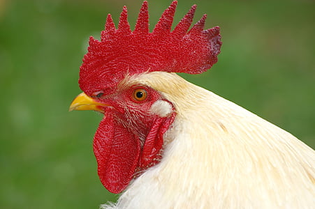 closeup photography of white rooster