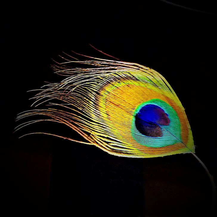 single peacock feather black background